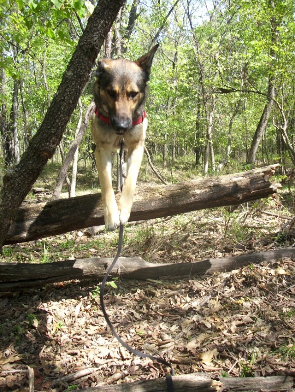 Meet Chief!! (Overload Photos, Non Husky) DSCI0104_zps0bd25cdd