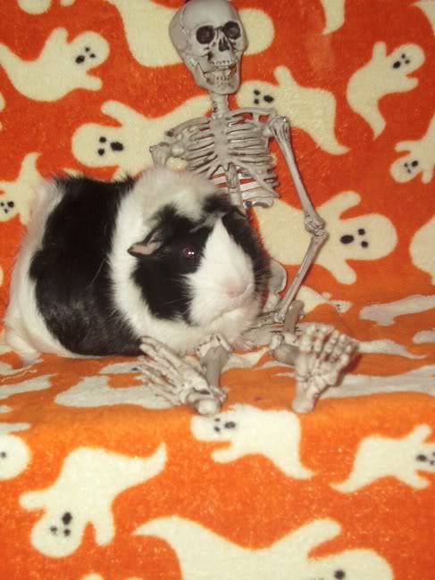 My guinea pigs! **Updated 10/21/11** Chloe2
