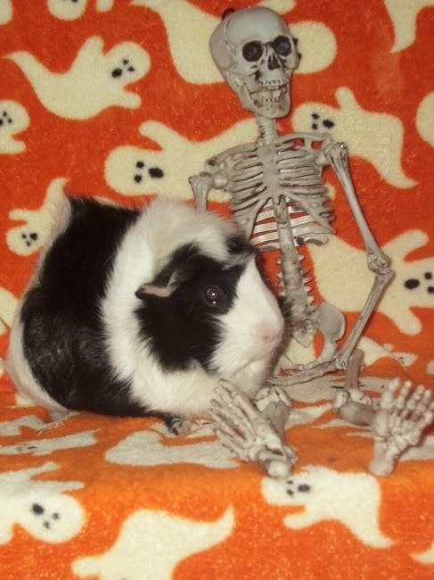 My guinea pigs! **Updated 10/21/11** Chloe3