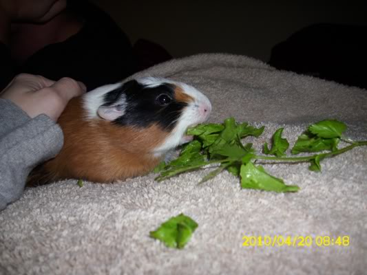 My guinea pigs! **Updated 10/21/11** DSCI0329