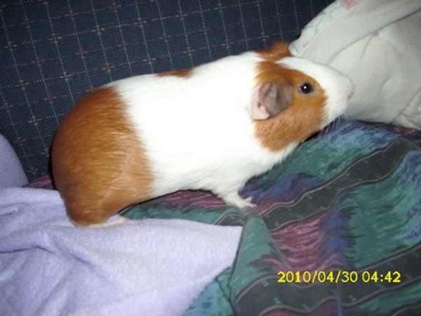 My guinea pigs! **Updated 10/21/11** DSCI0417-1