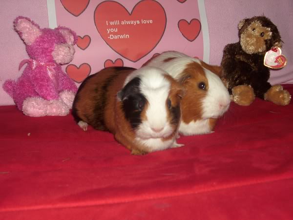 My guinea pigs! **Updated 10/21/11** DSCI0509