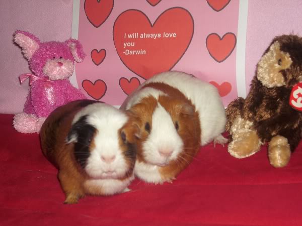 My guinea pigs! **Updated 10/21/11** DSCI0511