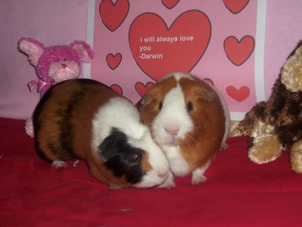 My guinea pigs! **Updated 10/21/11** DSCI0515