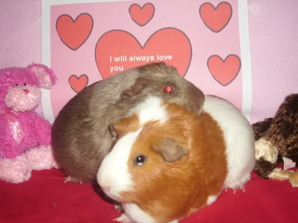My guinea pigs! **Updated 10/21/11** DSCI0528