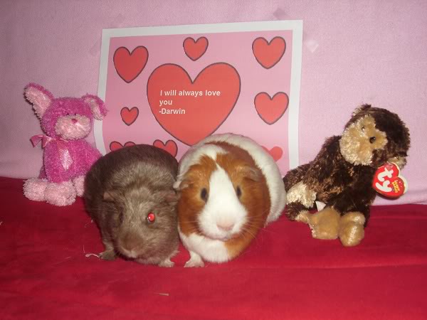 My guinea pigs! **Updated 10/21/11** DSCI0530