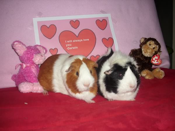 My guinea pigs! **Updated 10/21/11** DSCI0539