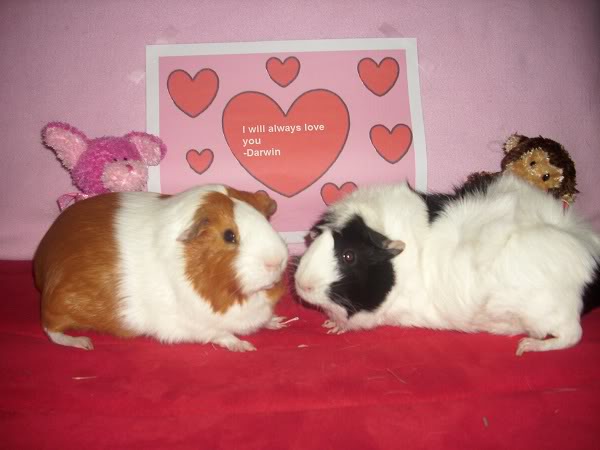 My guinea pigs! **Updated 10/21/11** DSCI0540
