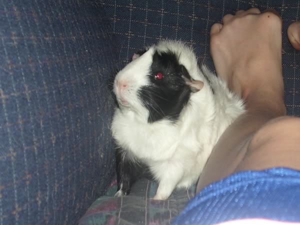 My guinea pigs! **Updated 10/21/11** DSCI0713