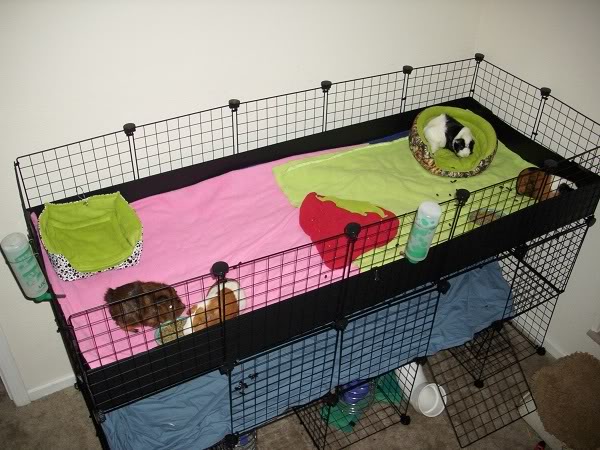 My guinea pigs! **Updated 10/21/11** DSCI0872