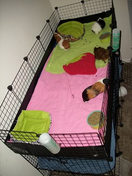 My guinea pigs! **Updated 10/21/11** DSCI0873