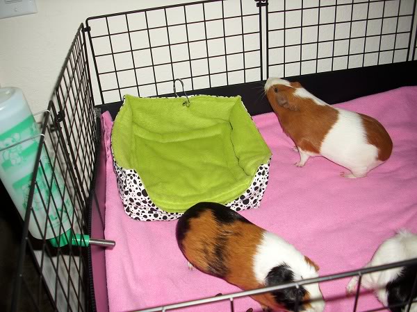 My guinea pigs! **Updated 10/21/11** DSCI0875