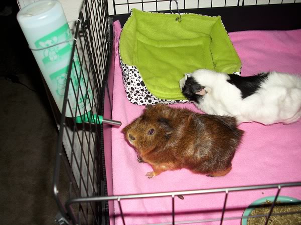 My guinea pigs! **Updated 10/21/11** DSCI0877