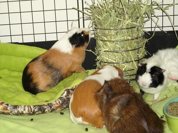 My guinea pigs! **Updated 10/21/11** DSCI0882