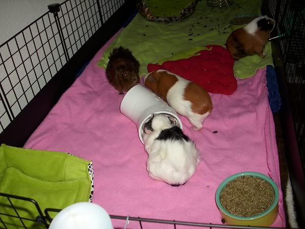 My guinea pigs! **Updated 10/21/11** DSCI0884