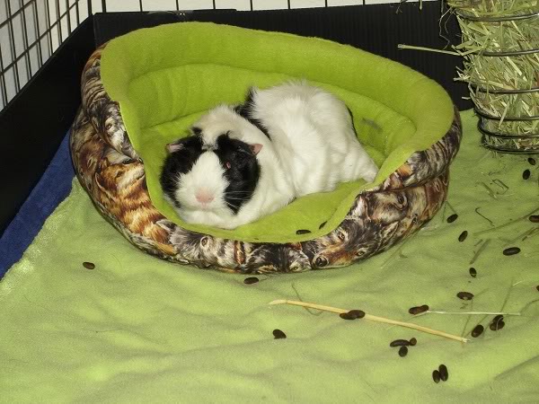 My guinea pigs! **Updated 10/21/11** DSCI0887