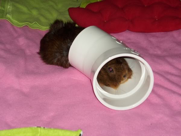 My guinea pigs! **Updated 10/21/11** DSCI0888