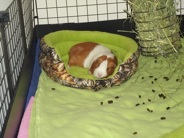 My guinea pigs! **Updated 10/21/11** DSCI0889