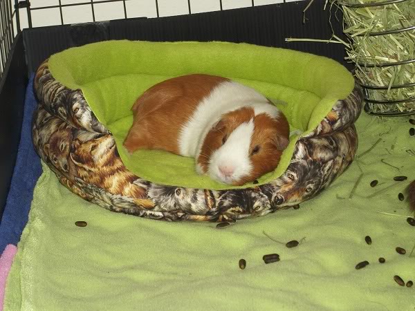 My guinea pigs! **Updated 10/21/11** DSCI0890