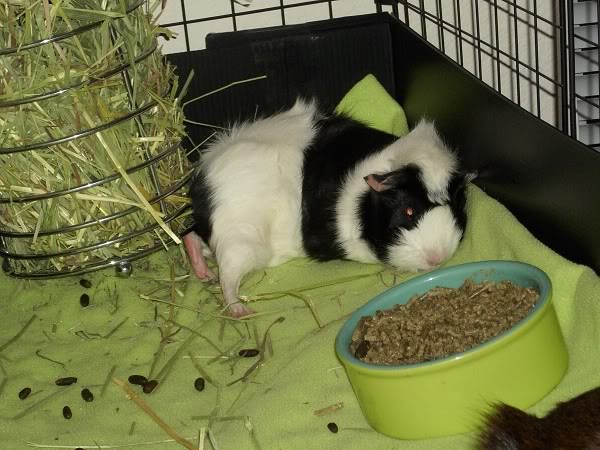 My guinea pigs! **Updated 10/21/11**