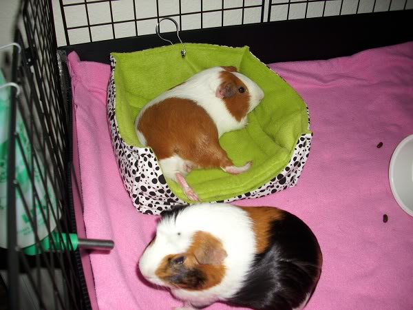 My guinea pigs! **Updated 10/21/11** DSCI0892