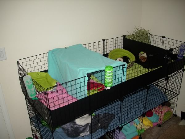 My guinea pigs! **Updated 10/21/11** DSCI0898