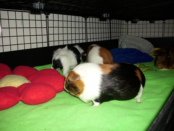 My guinea pigs! **Updated 10/21/11** DSCI0902-1