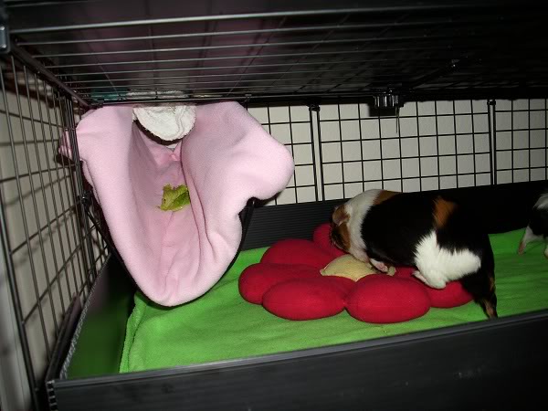 My guinea pigs! **Updated 10/21/11** DSCI0903