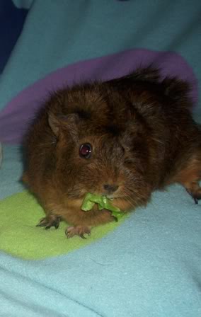 My guinea pigs! **Updated 10/21/11** DSCI0980-Copy