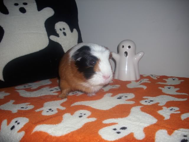 My guinea pigs! **Updated 10/21/11** DSCI1321