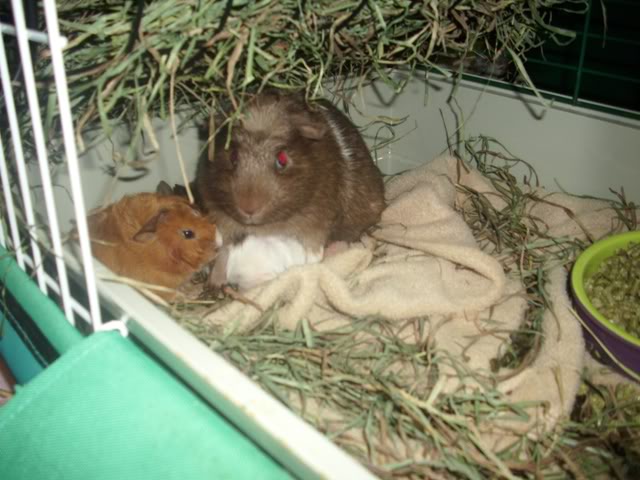 My guinea pigs! **Updated 10/21/11** DSCI1394