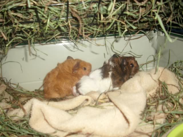 My guinea pigs! **Updated 10/21/11** DSCI1396