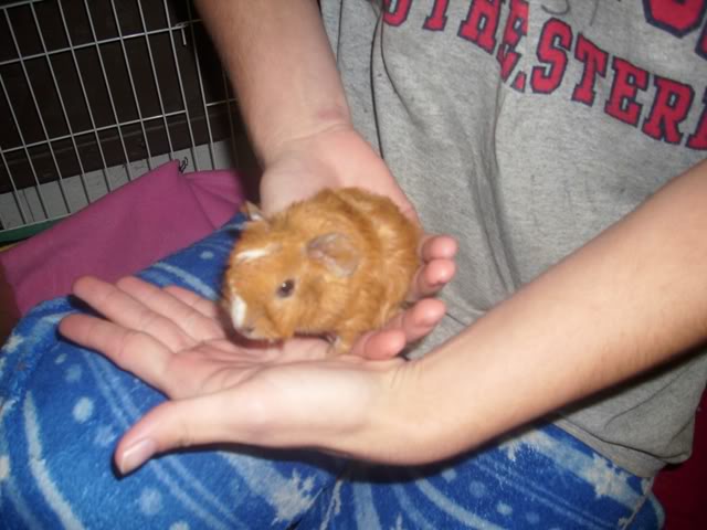 My guinea pigs! **Updated 10/21/11** DSCI1398