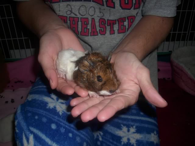 My guinea pigs! **Updated 10/21/11** DSCI1400