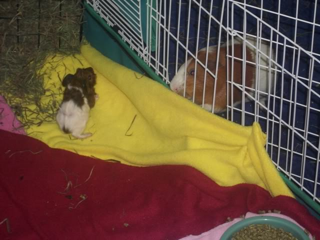 My guinea pigs! **Updated 10/21/11** DSCI1402