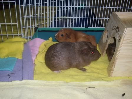 My guinea pigs! **Updated 10/21/11** DSCI1513