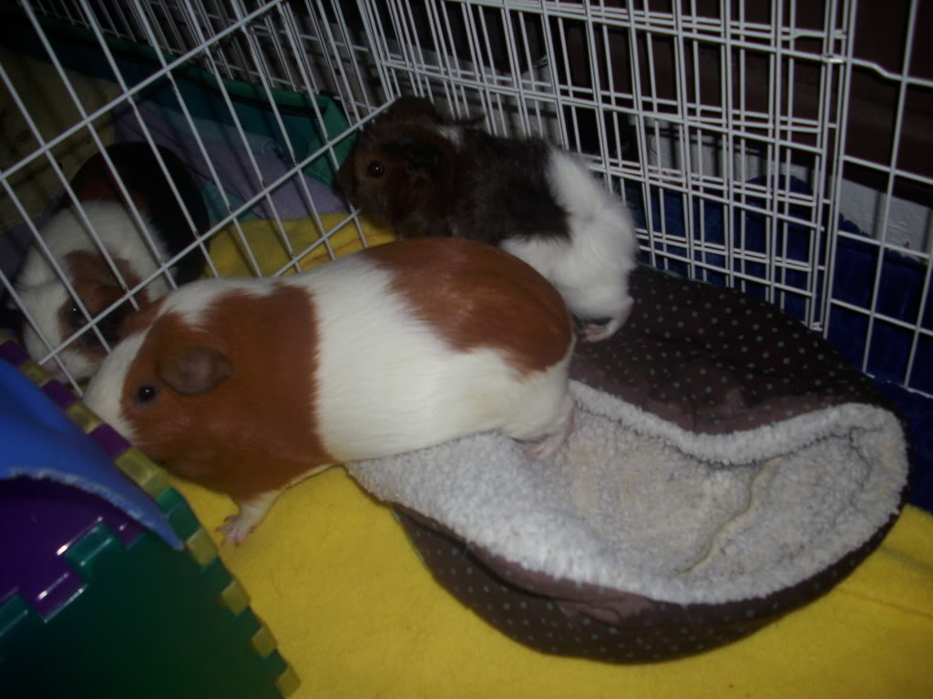 My guinea pigs! **Updated 10/21/11** DSCI1535
