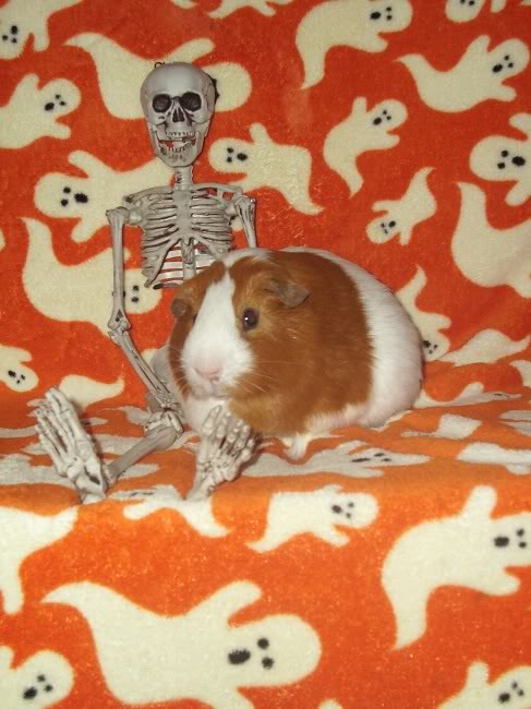 My guinea pigs! **Updated 10/21/11** Darwin1