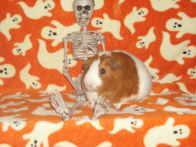 My guinea pigs! **Updated 10/21/11** Darwin2