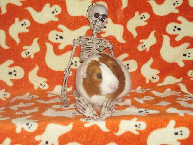 My guinea pigs! **Updated 10/21/11** Darwin3