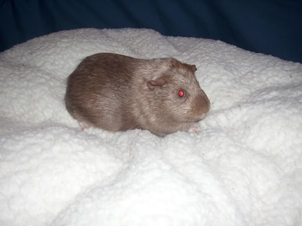 My guinea pigs! **Updated 10/21/11** F