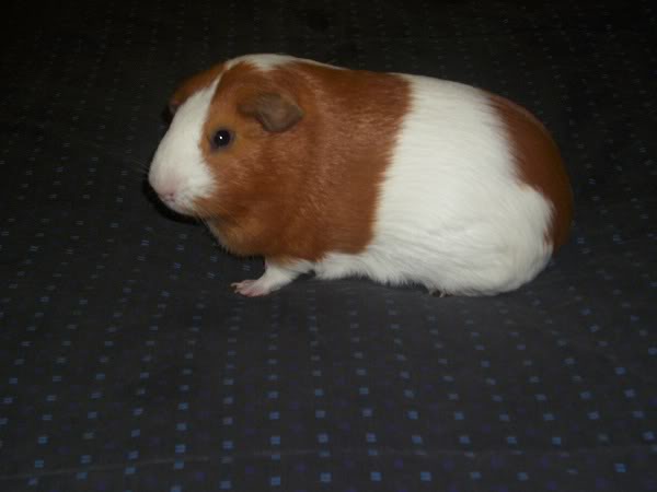 My guinea pigs! **Updated 10/21/11** Five