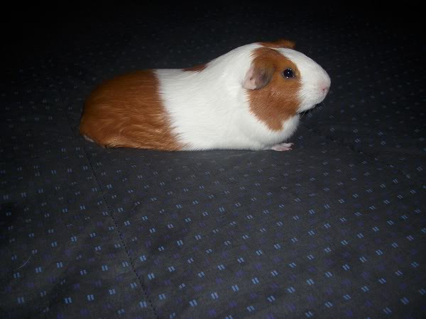 My guinea pigs! **Updated 10/21/11** One