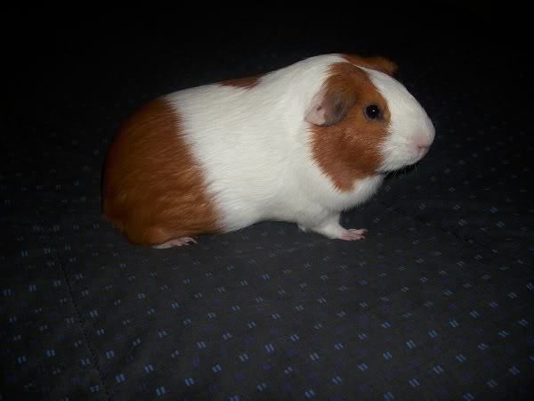 My guinea pigs! **Updated 10/21/11** Two