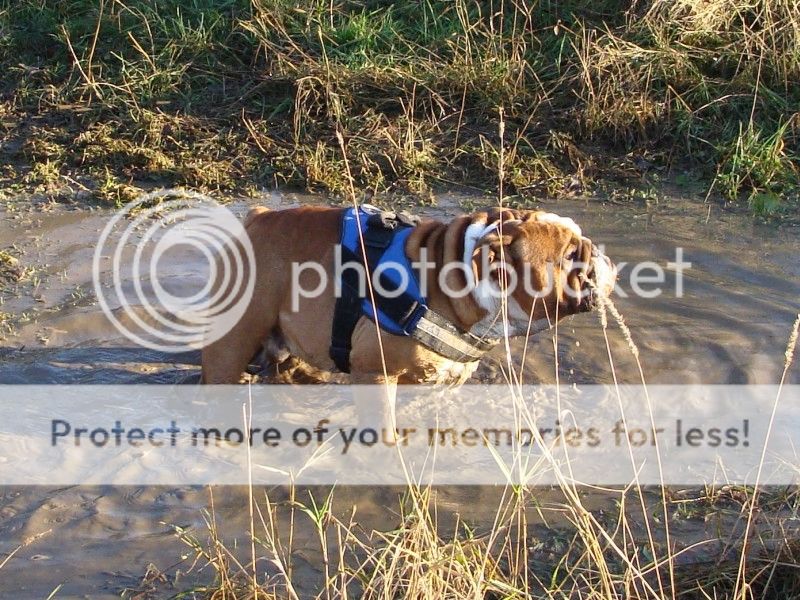 Capstone Park Walk - 11 November 2012 - PHOTOS DSC07704