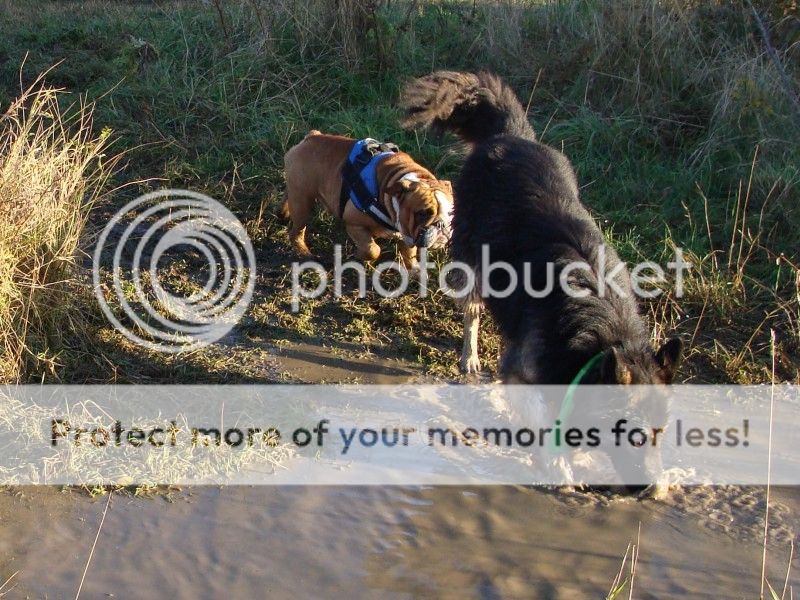 Capstone Park Walk - 11 November 2012 - PHOTOS DSC07719