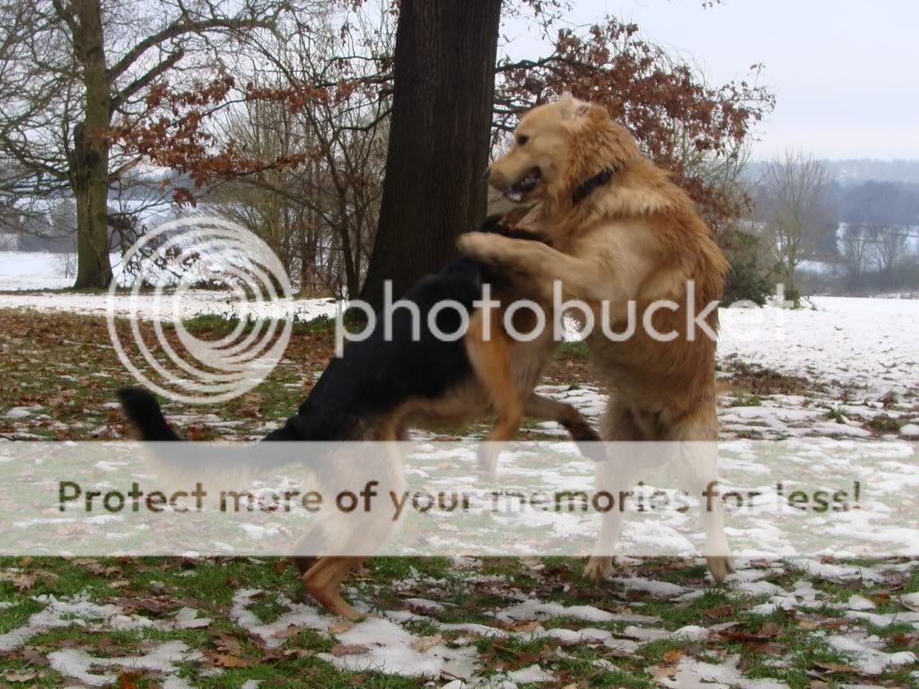 Mote Park Dog Walk - December Maidstone-2010-12-0511