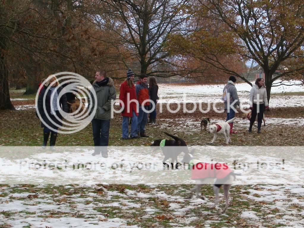 Mote Park Dog Walk - December Maidstone-2010-12-0512