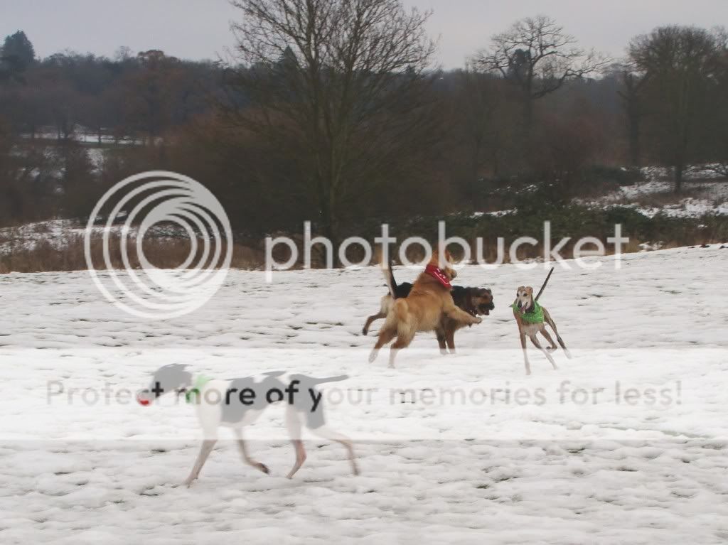 Mote Park Dog Walk - December Maidstone-2010-12-0525