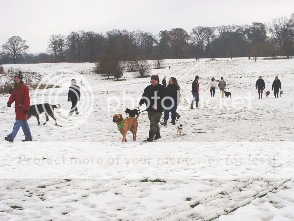 Mote Park Dog Walk - December Maidstone-2010-12-0526